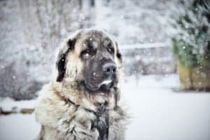 Grand chien sous la neige en hiver