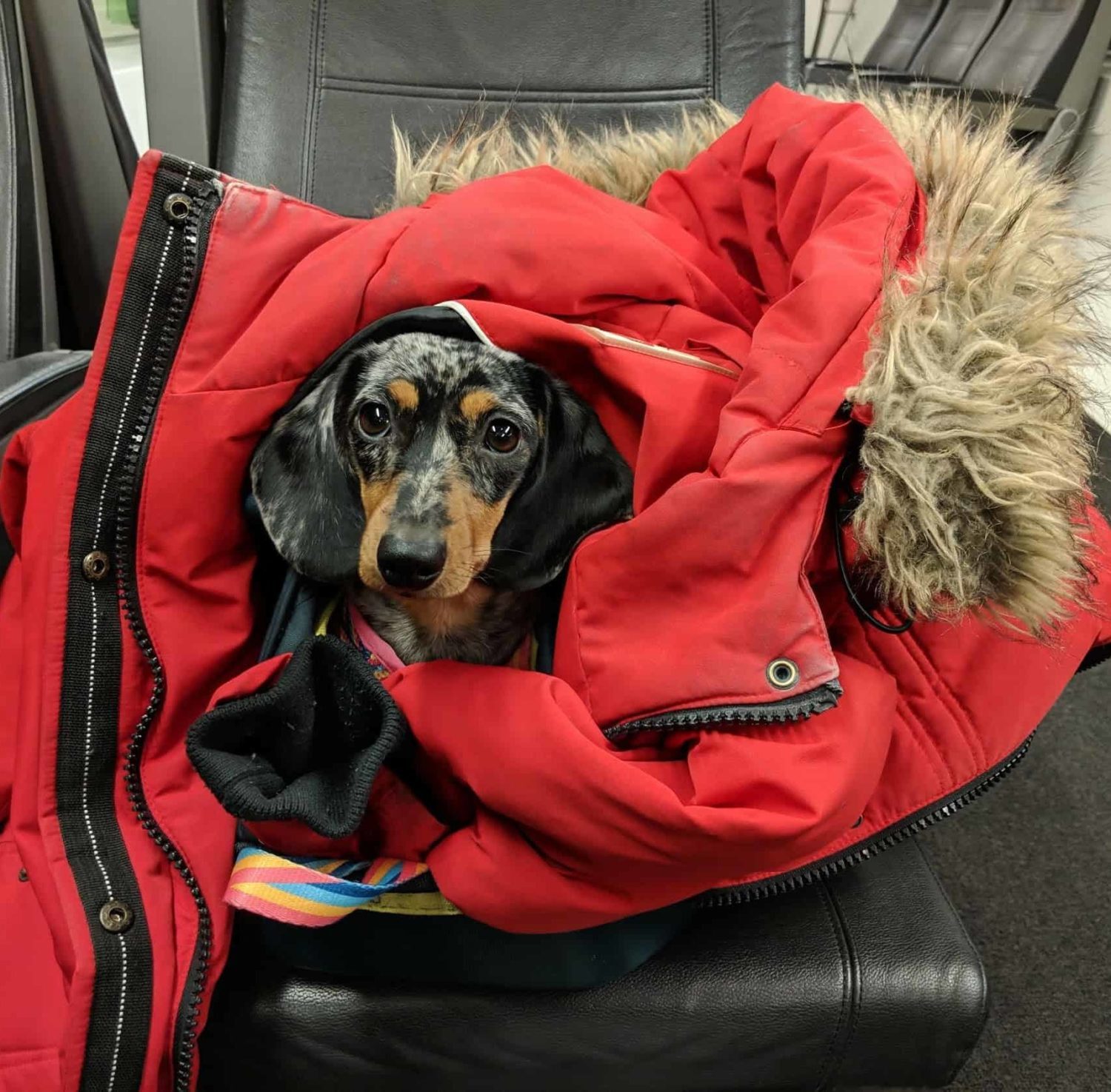 dachshund miniature sur un siège dans un wagon de train