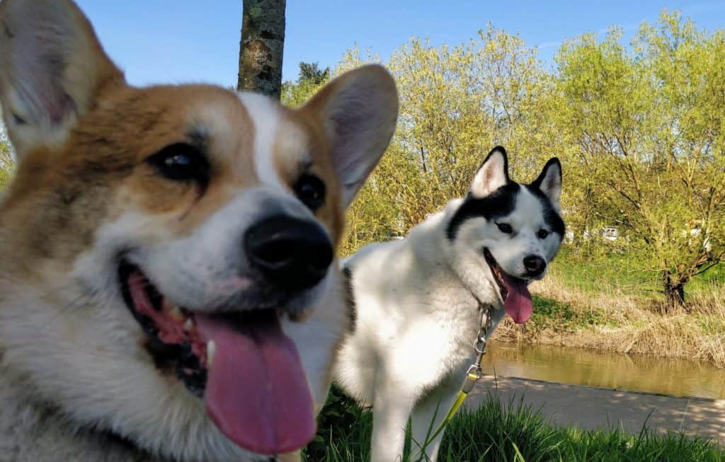 chiens haletant durant un été chaud