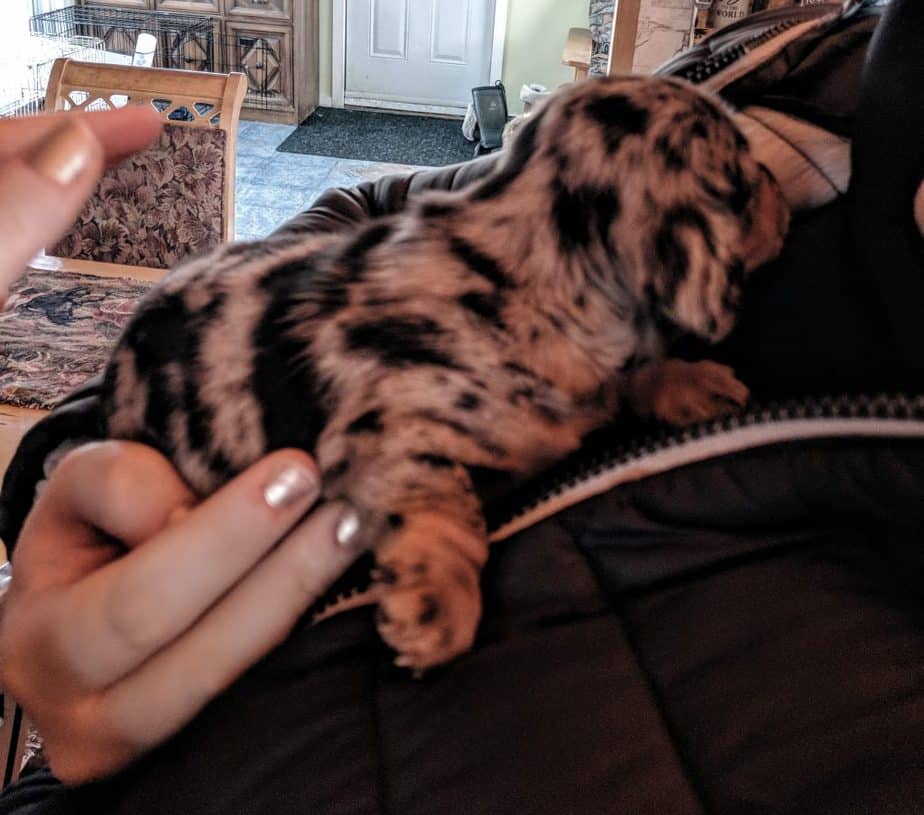 super cute dapple doxie puppy