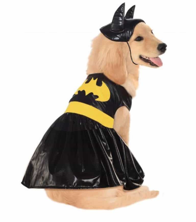 The Best Superhero Dog Costumes for Halloween 2019