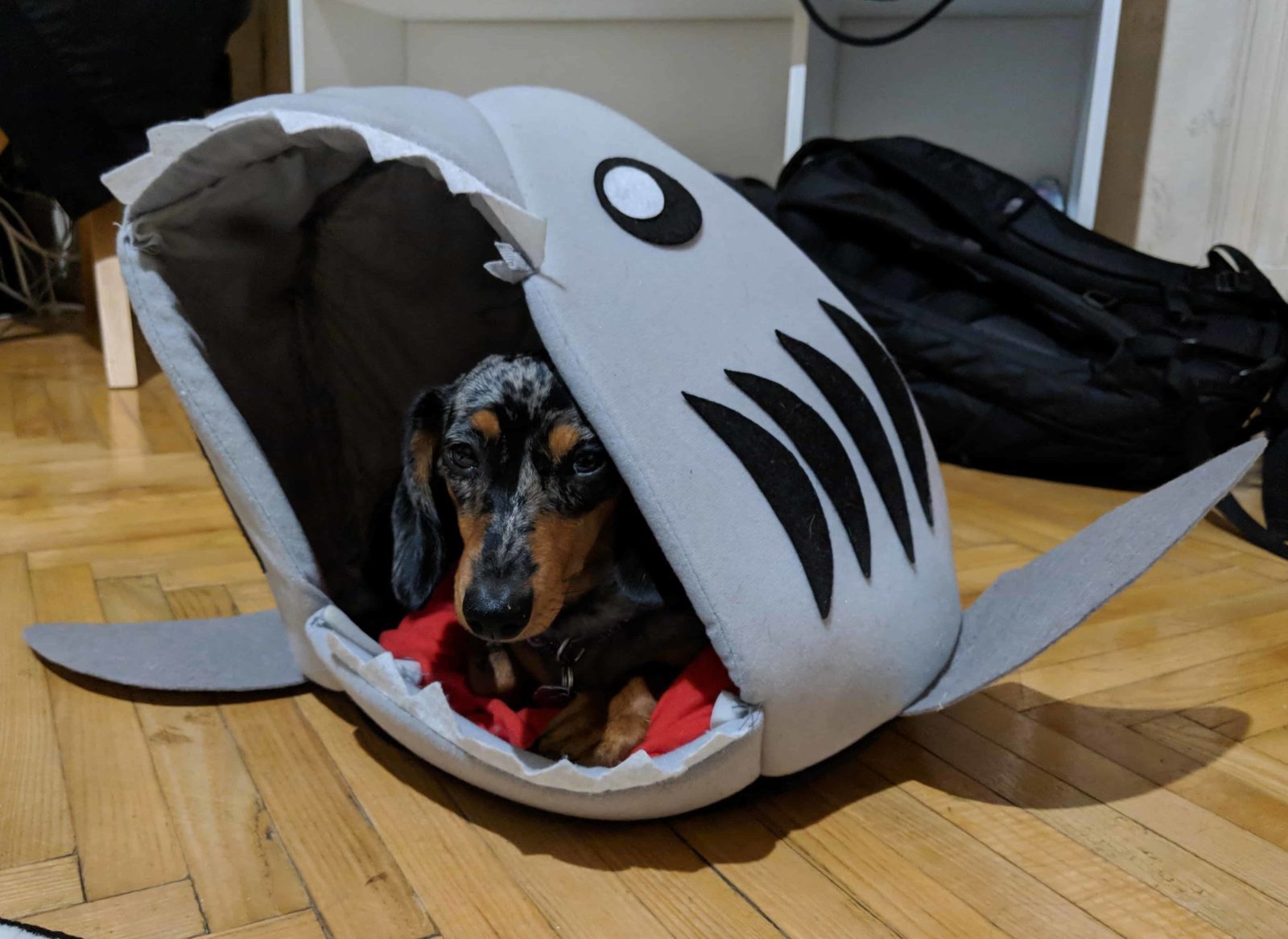 petit dachshund dans une niche requin