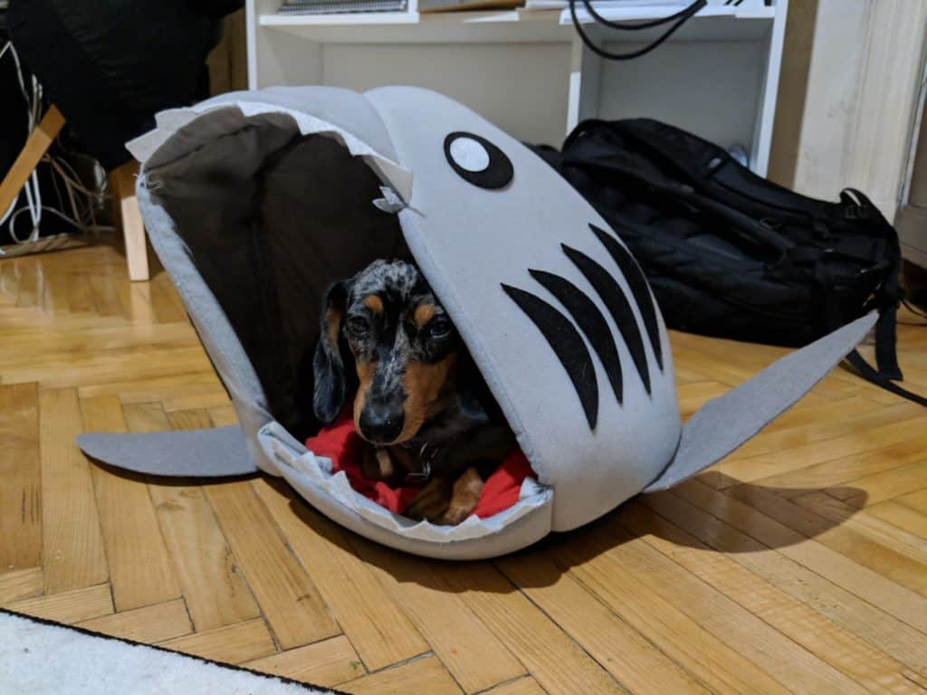 shark dog house