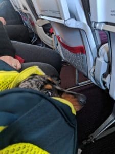 austrian airlines et les chiens en cabine ou soute