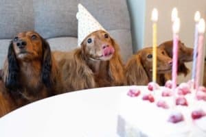 Longhaired Dachshunds, about to eat dog birthday cake
