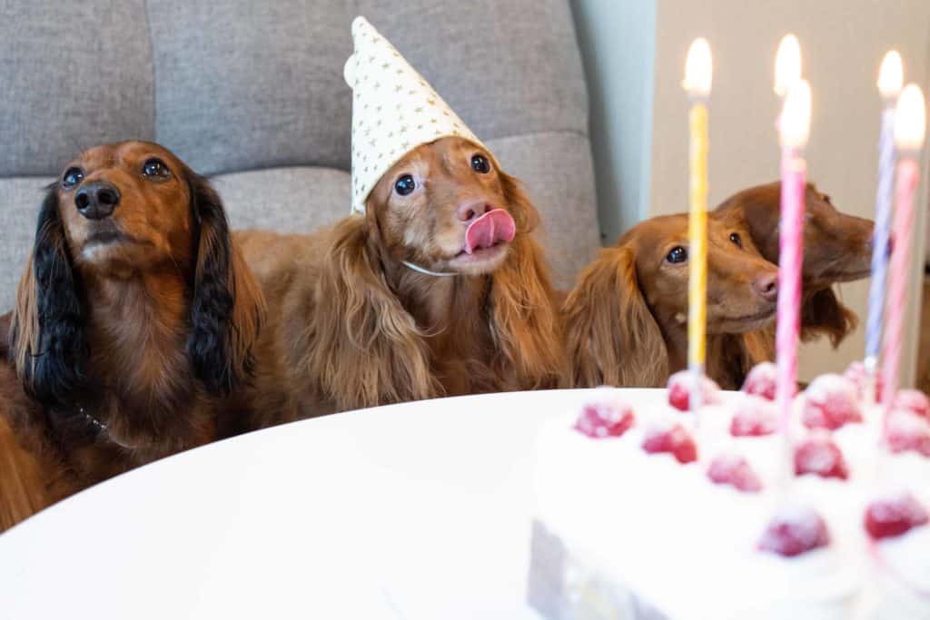 Long haired dachshunds about to eat dog birthday cake