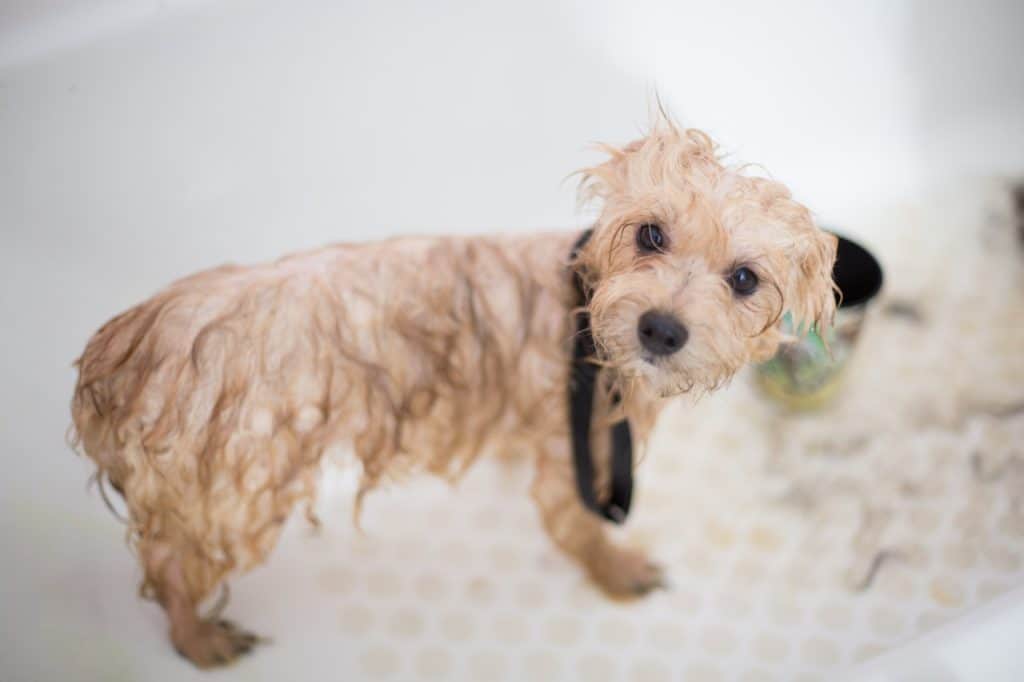 Laver Son Chien Quand Comment Et Avec Quoi