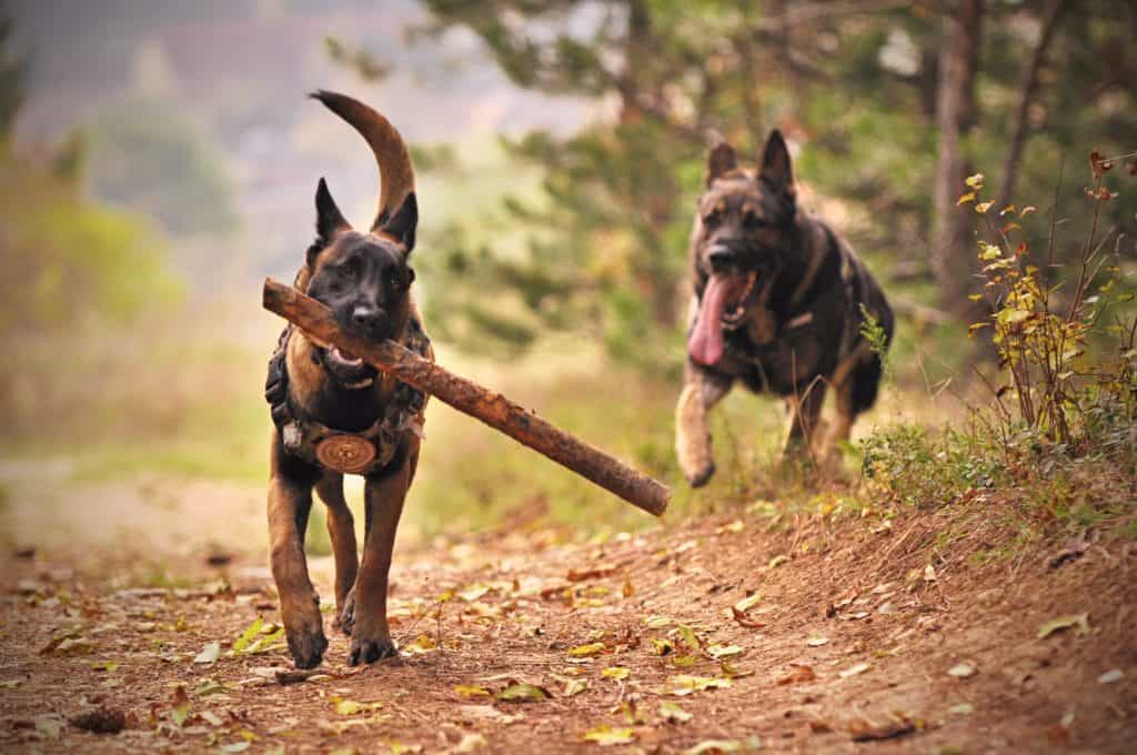 big dogs