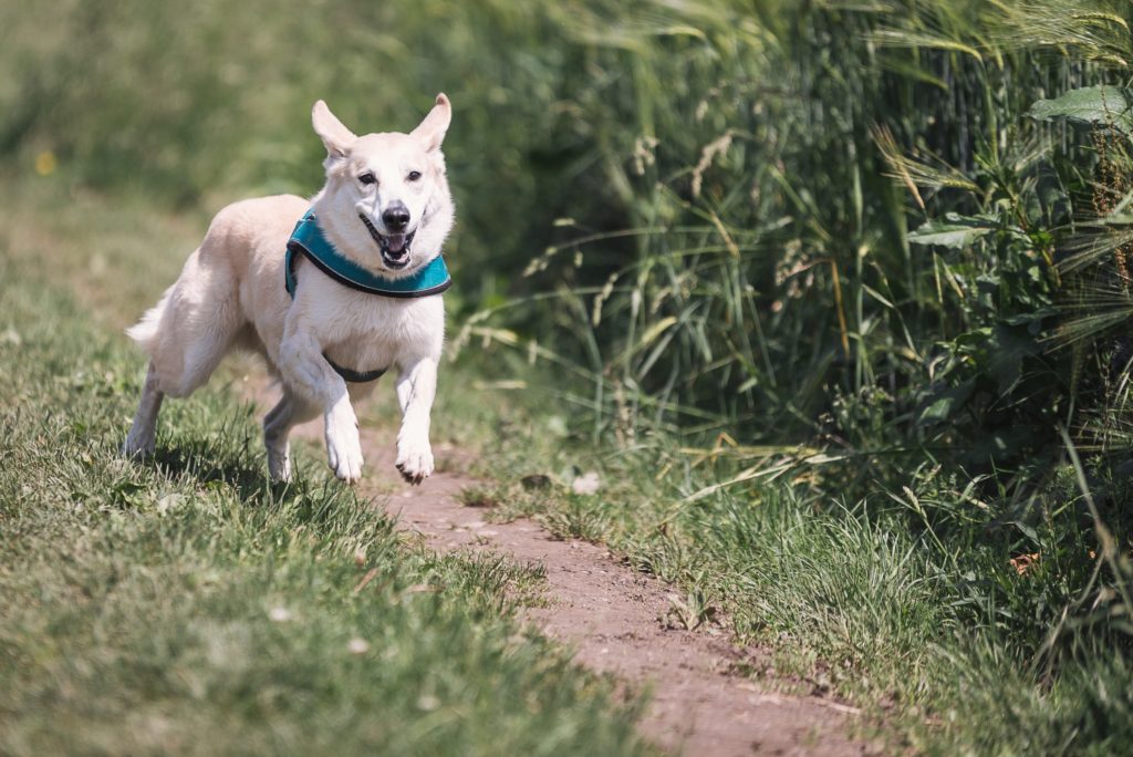 dog running in tall green grass wearing a green collar.