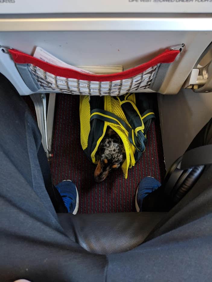 austrian airlines pet in cabin