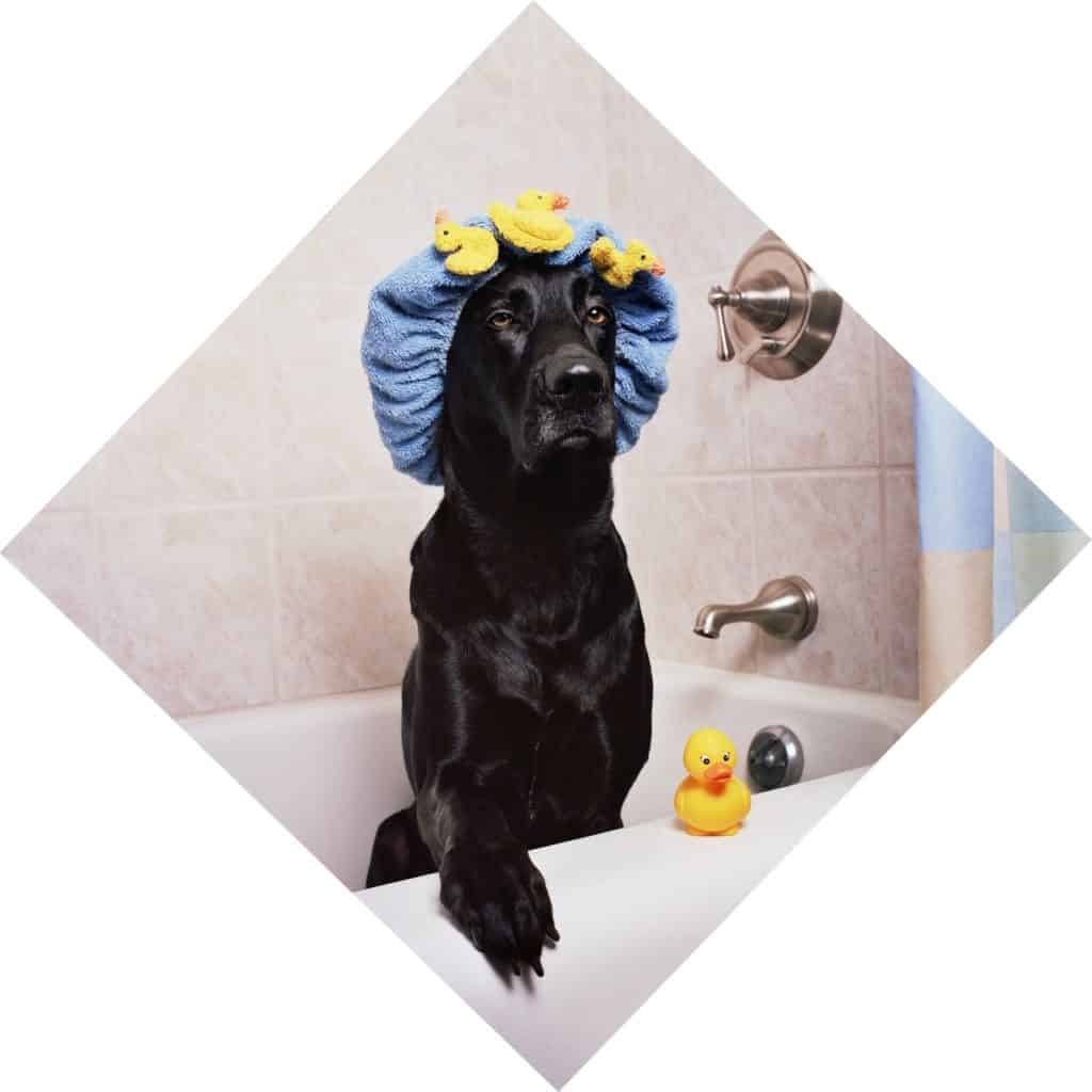 black labrador dog ready to be bathed, with rubber duck