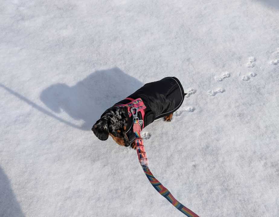 miniature dachshund in the snow