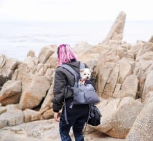 pink haired woman carrying a small dog in a dog backpack