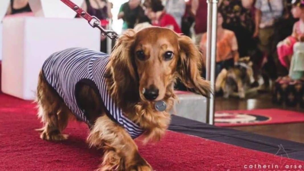 Chien Mondain The Best Luxury Dog Stores in Quebec