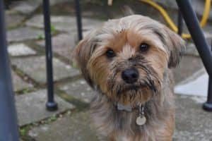 cute muddy yorkshire terrier dog, ready for a bath