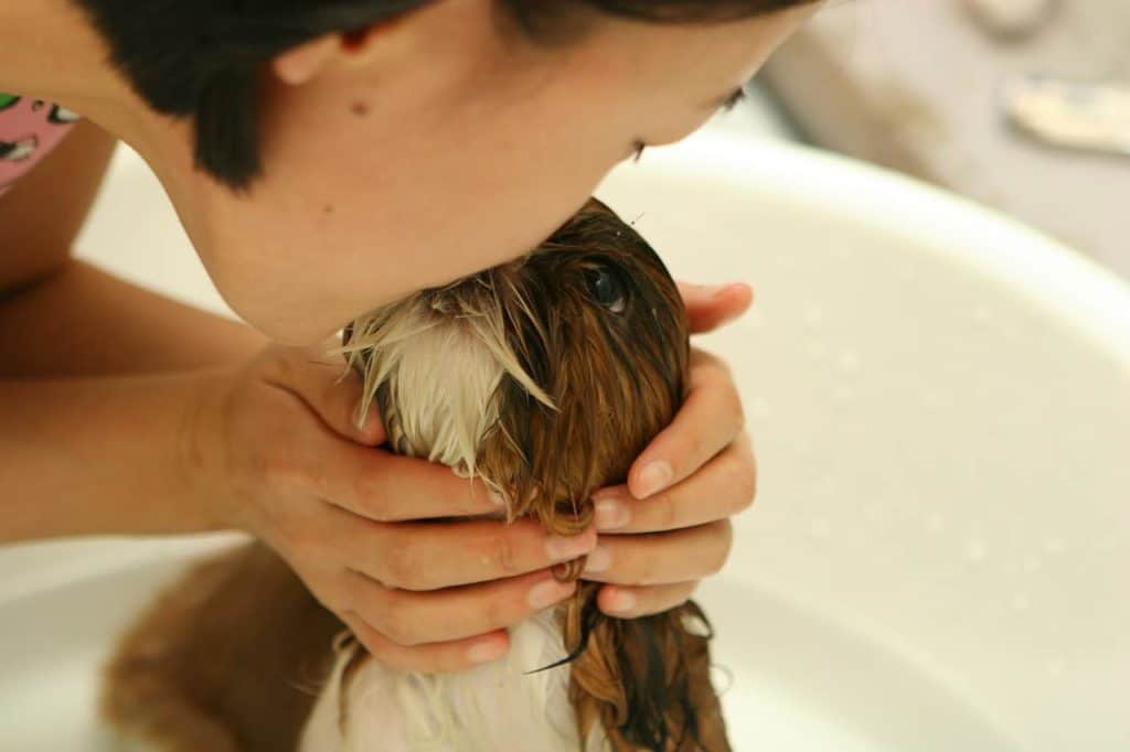puppy getting some positive reinforcement during bath time