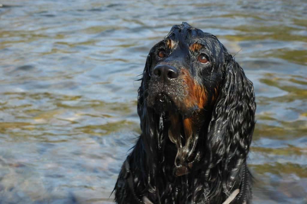 Wet Cocker Spaniel dog outdoors, in a lake