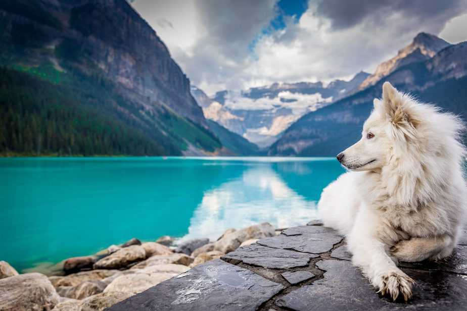 samoyed dog in banff national park in canada