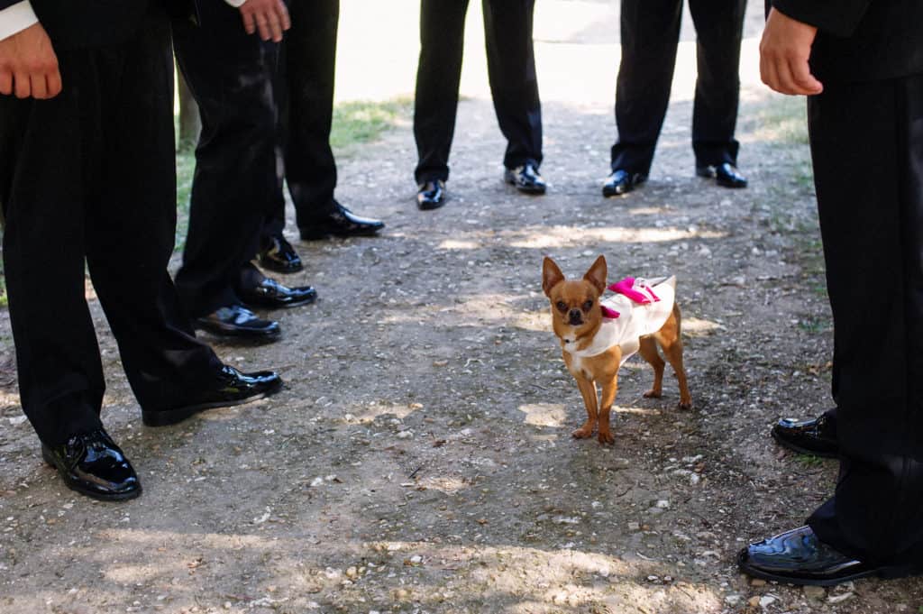 a female chihuahua in a pretty dress surrounded by the best men at the ceremony