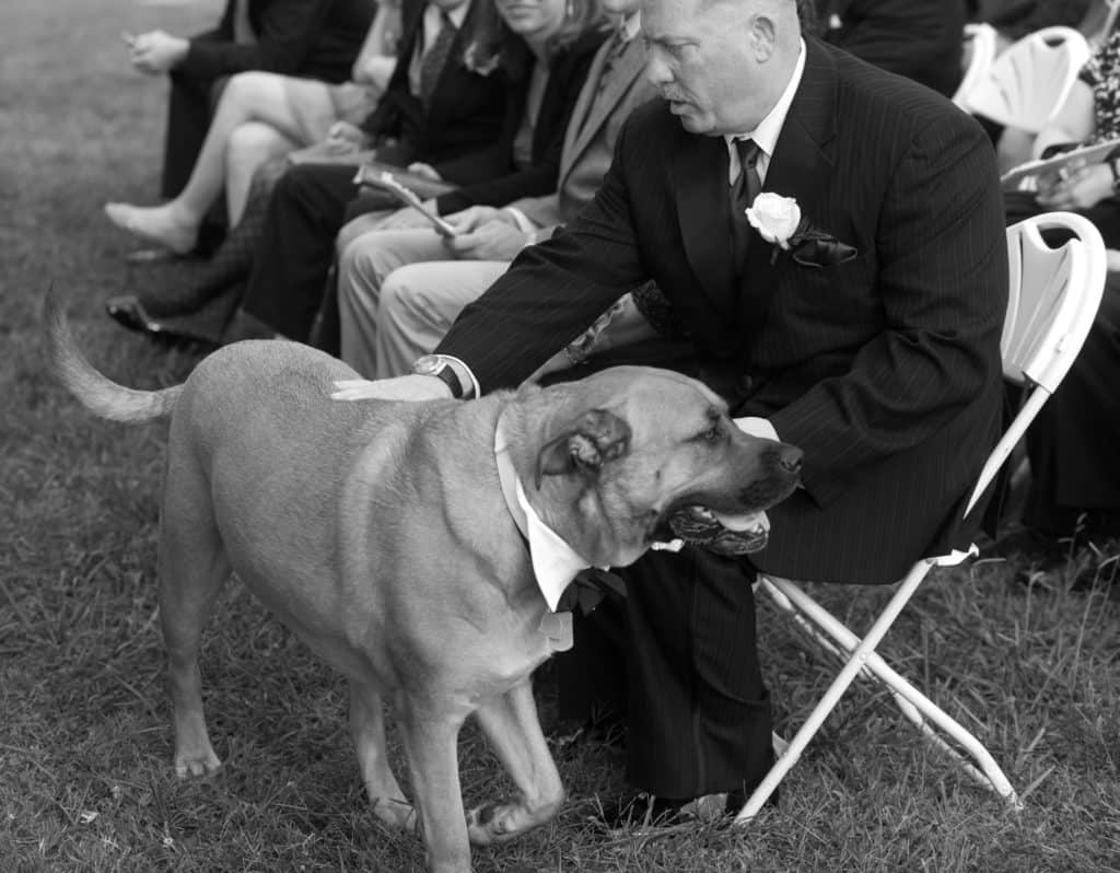 a big dog leading wedding guests to their spot