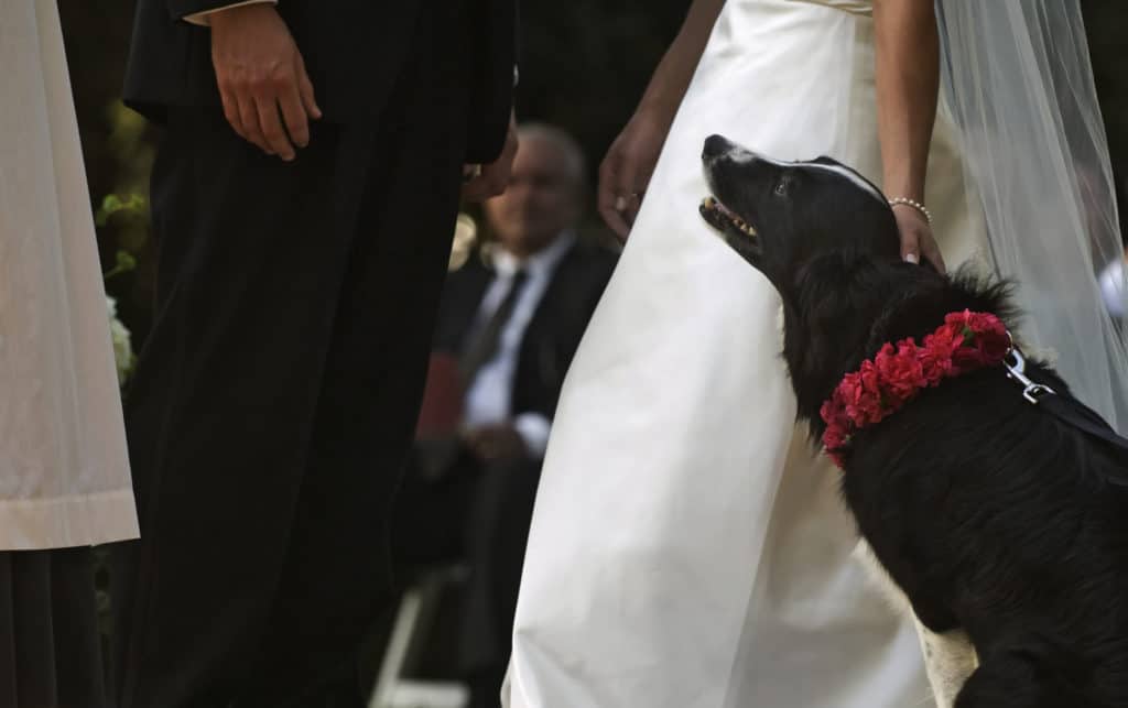 bride, groom and dog photo during their wedding vows