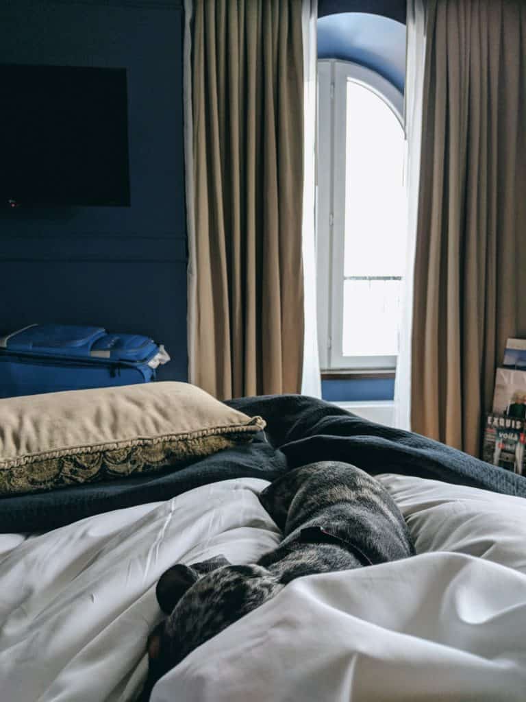 Dachshund dans le lit de l'auberge saint antoine à québec