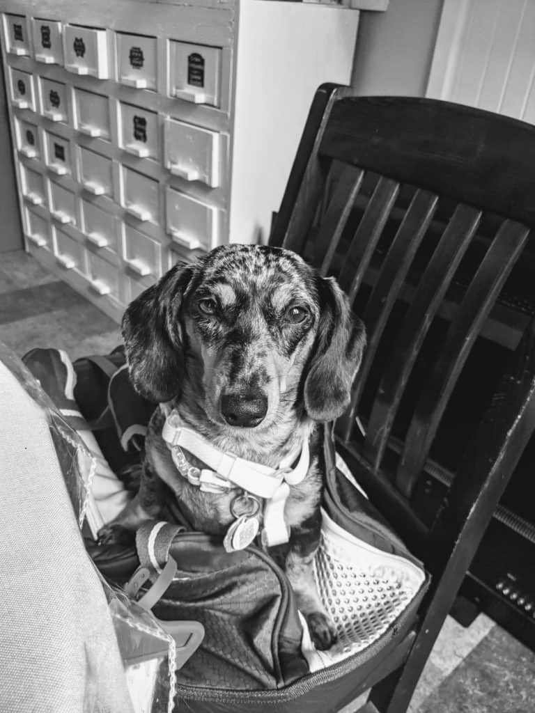 moscing le mini dachshund à l'auberge zacharie à desbiens, lac saint jean
