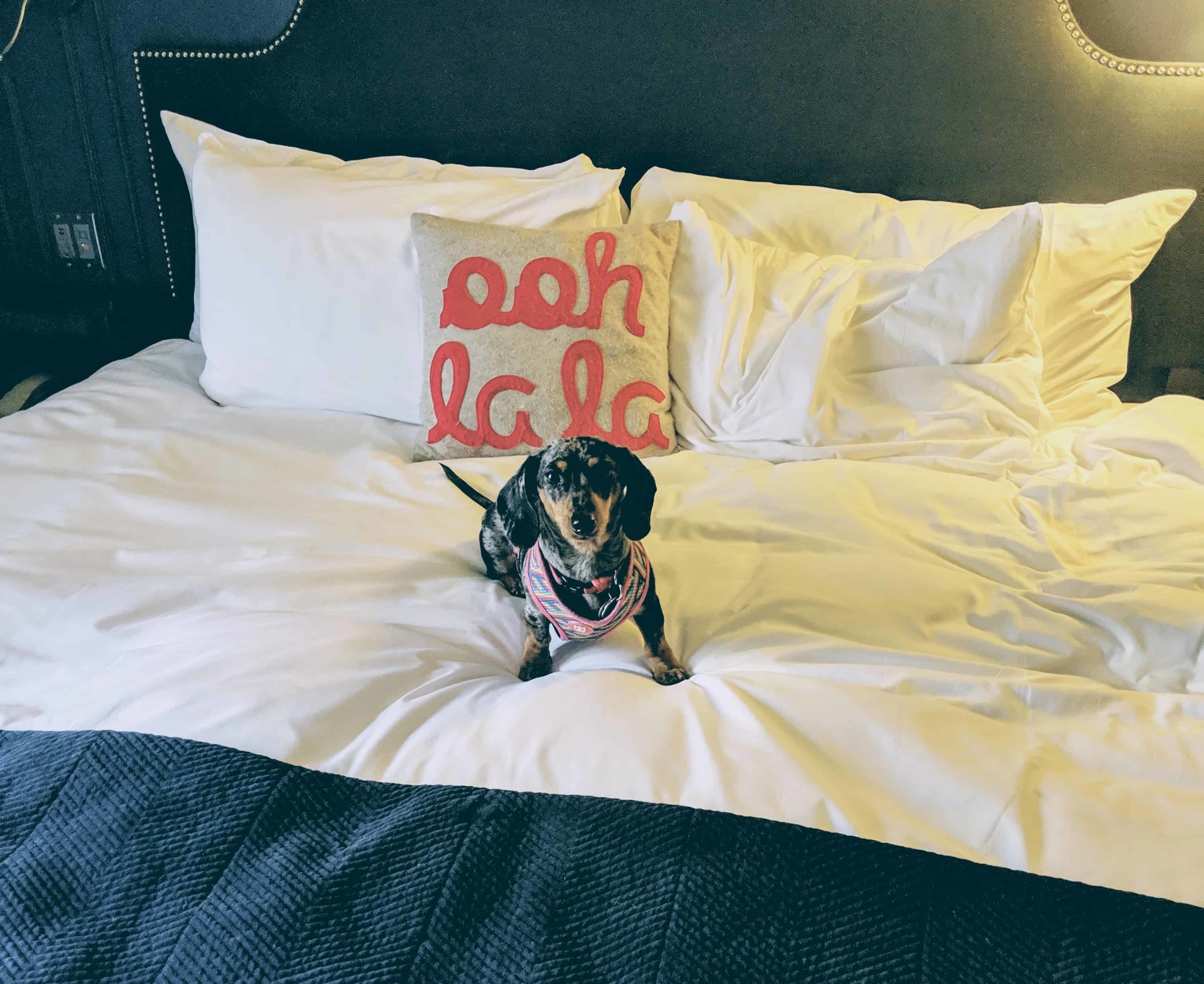 dachshund dans un hotel dog-friendly