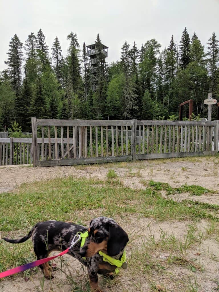 Mocsing le dachshund qui se balade dans les sentiers du moulin des pionniers