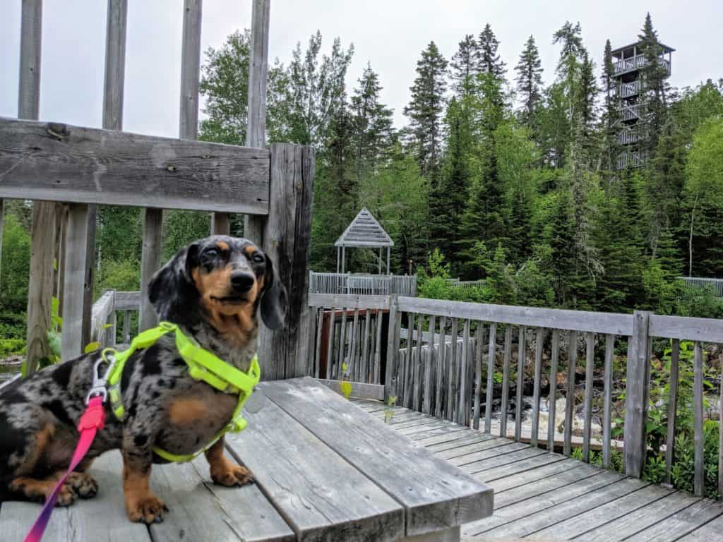 chien au moulin des pionniers à la doré québec