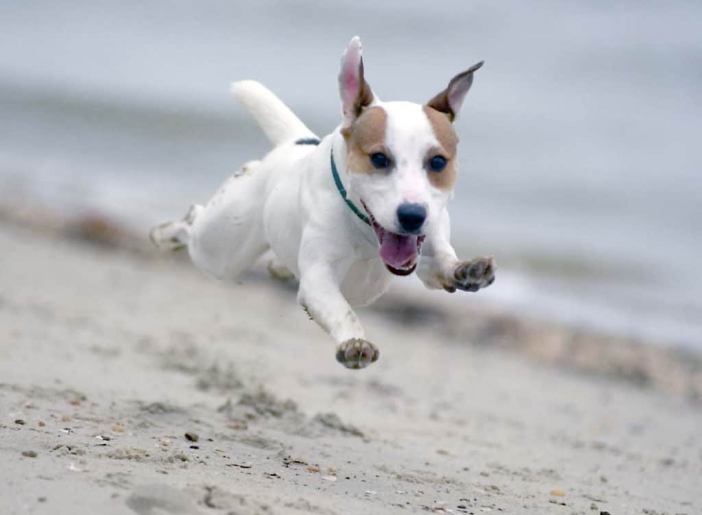 the best terrier in flight on the beach by jax photography