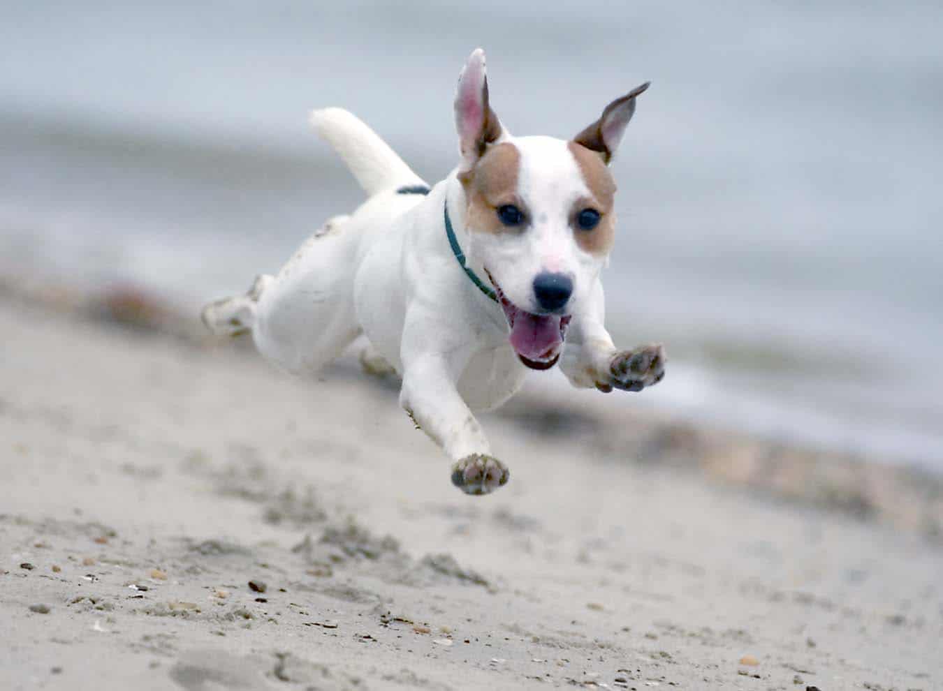 jack russell terrier mid air on a beach