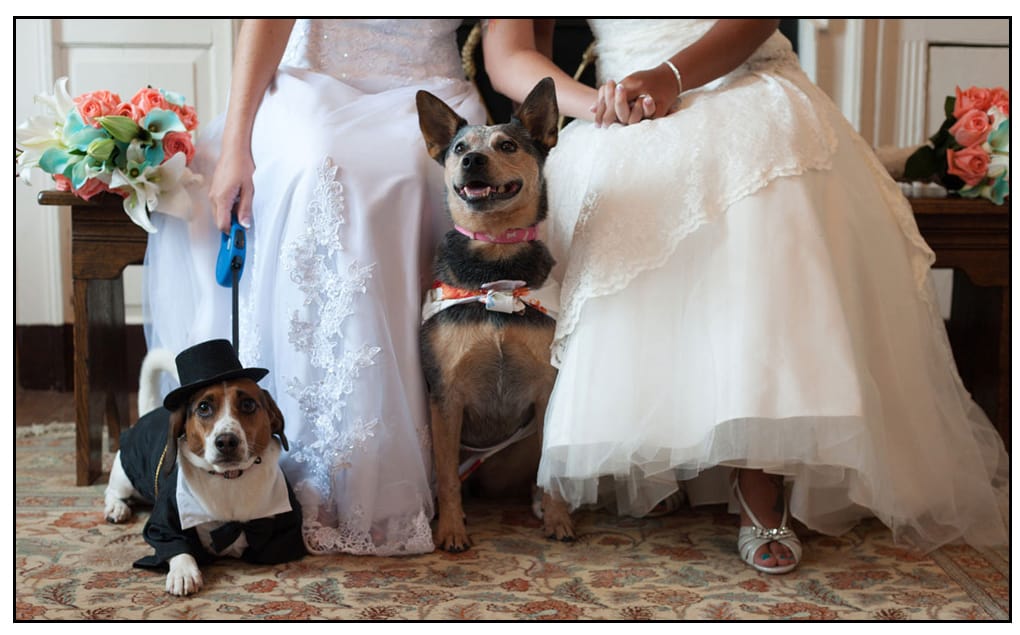 wedding tux for dogs