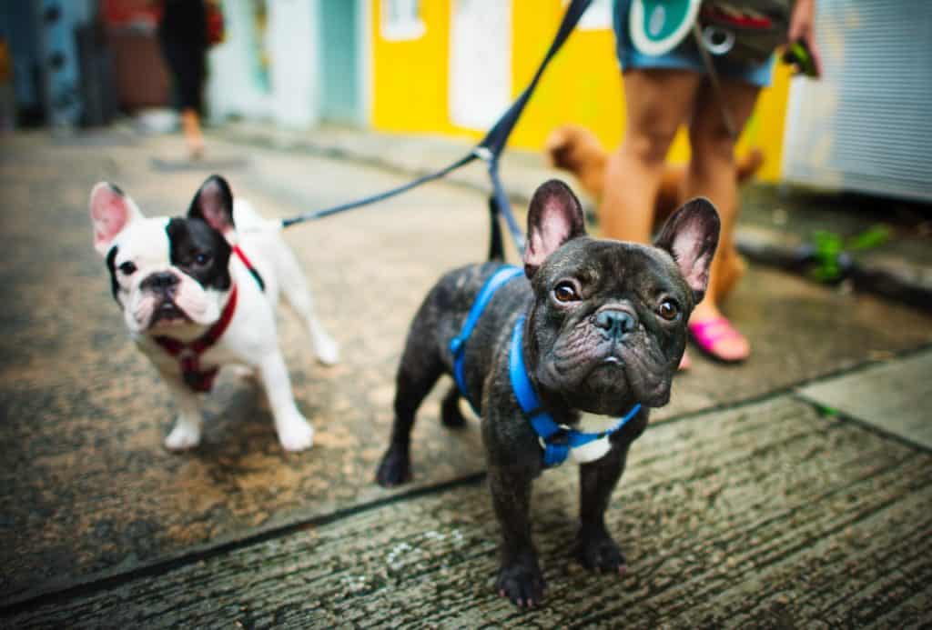 deux bulldogs français entrain d'être promenés en laisse