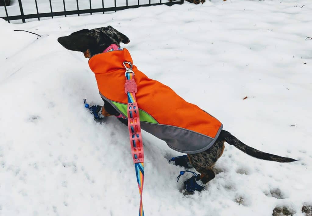 mocsing le dachshund à montréal, l'hiver, dans la neige. Elle porte un petit manteau orange et des petites bottes bleues.