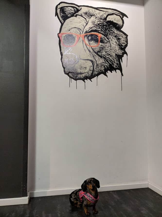 notre chien dans notre hôtel à Berlin