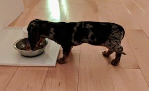 dachshund eating dry food