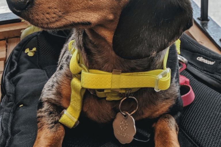 Local Dog Laws to Know if you Live or Visit Montreal