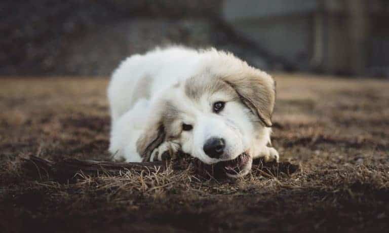 les chiens aiment mâchouiller tout ce qui bouge