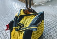 Chien En Avion 7 Leçons Apprises Lors De Nos Voyages