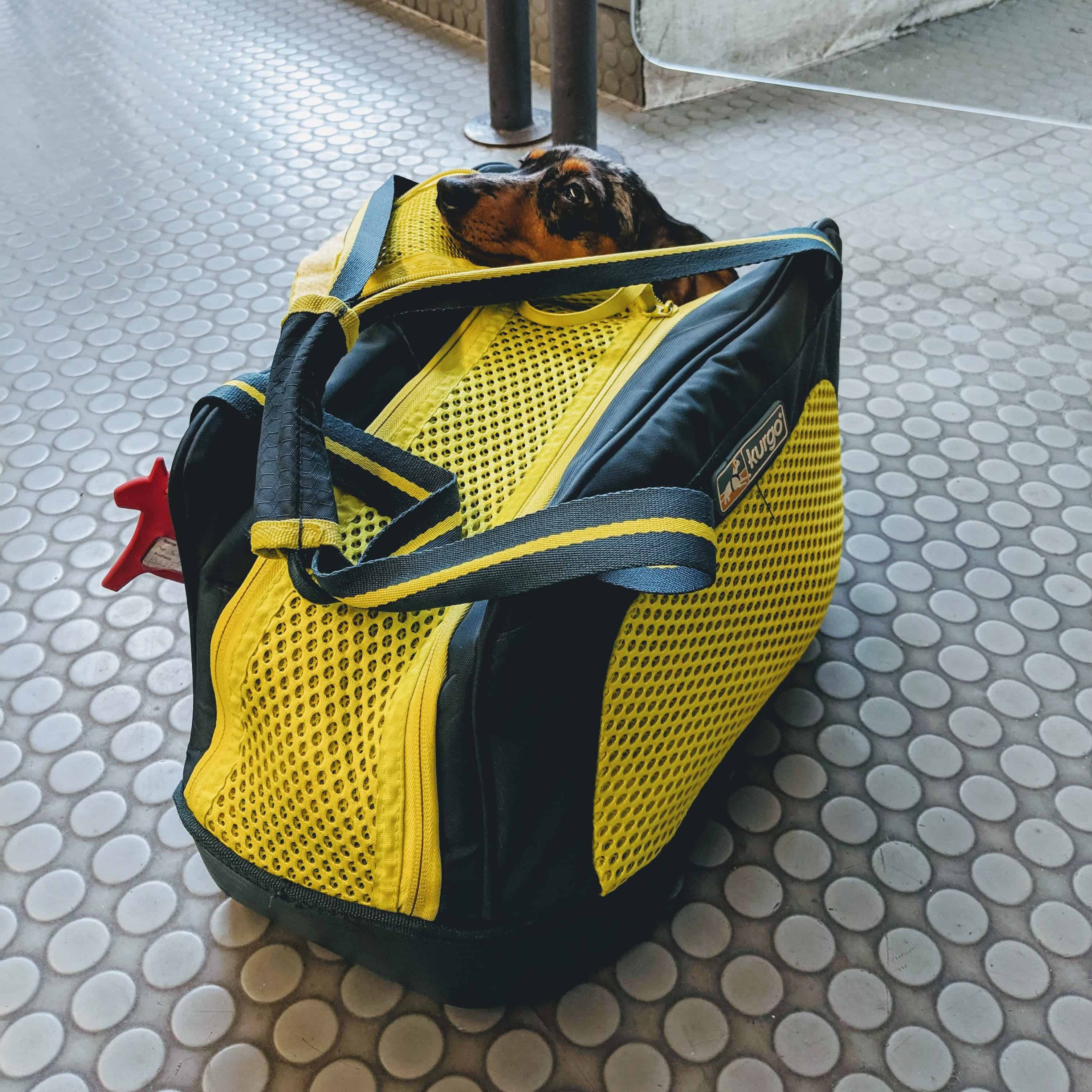 dachshund dans un sac de transport kurgo explorer