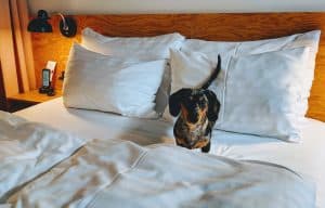 miniature dachshund happy in a hotel bed