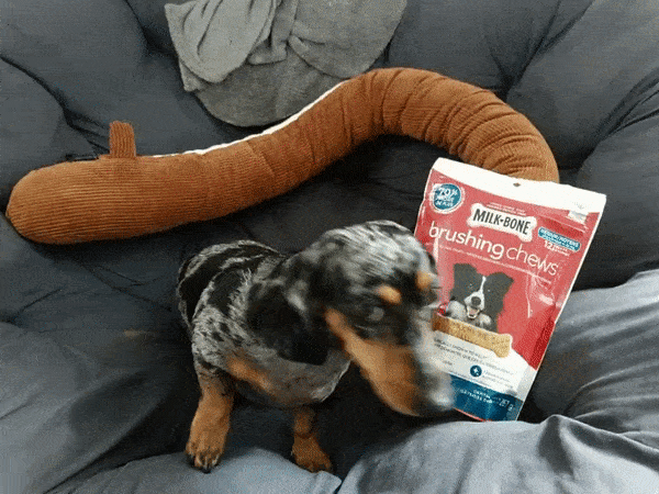notre chien reçoit ses premiers Milkbones