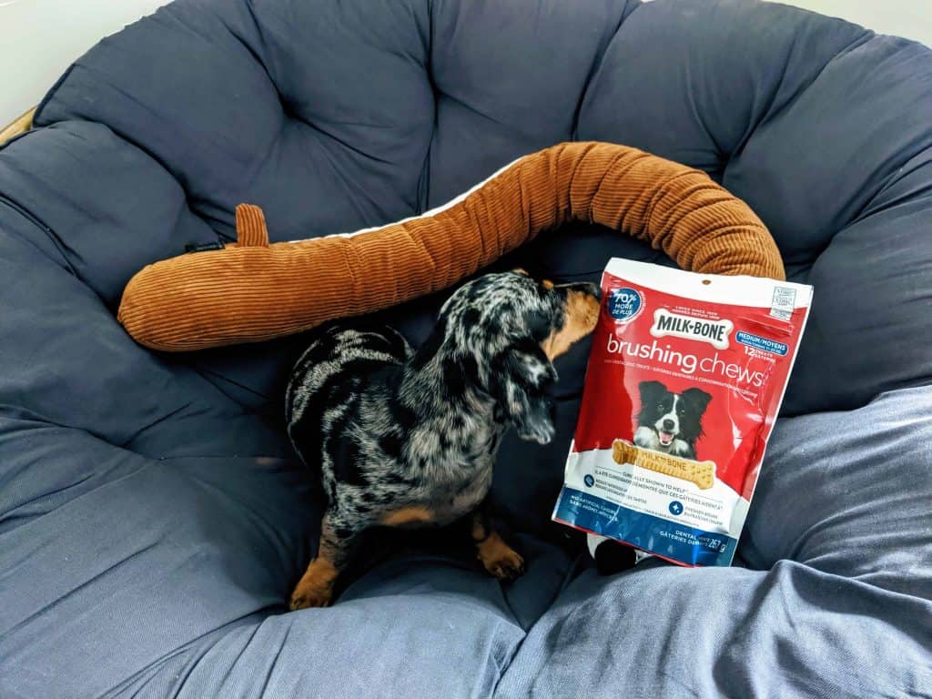Mocsing in the papasan chair with a plushie Dachshund and some milkbone treats