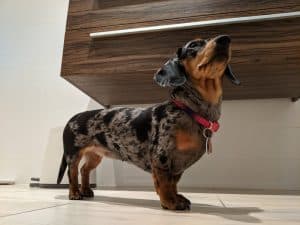 miniature dapple dachshund looking up