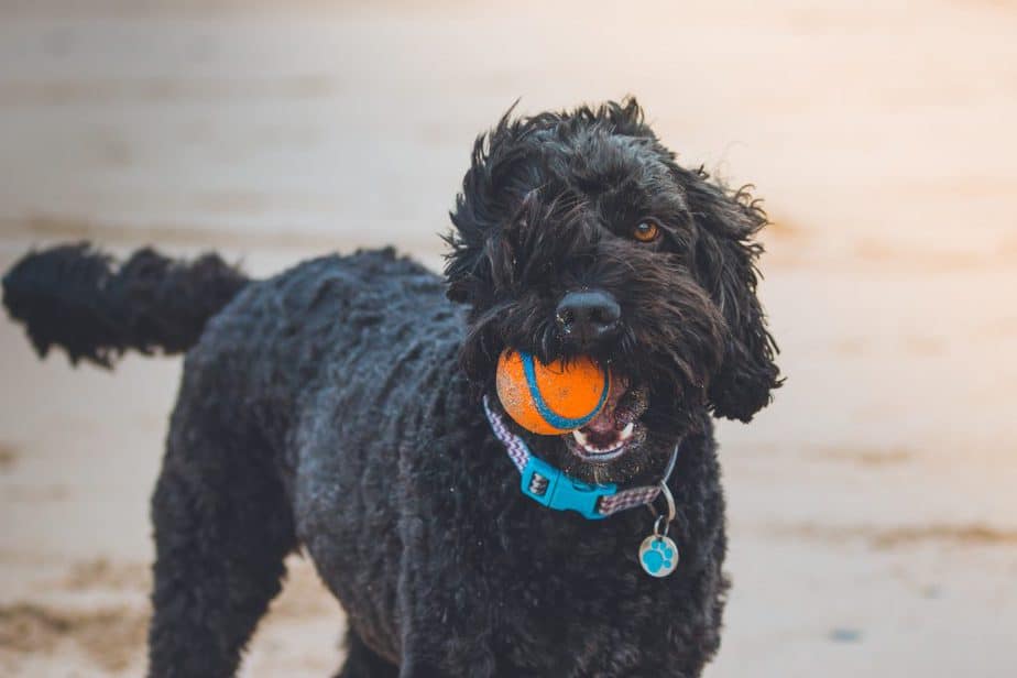 black poodle with an orange chuckit orange ball