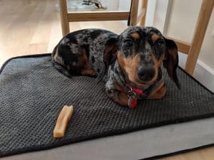 petit dachshund harlequin hyper mignon à montréal