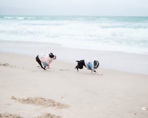 two dogs running on the beach