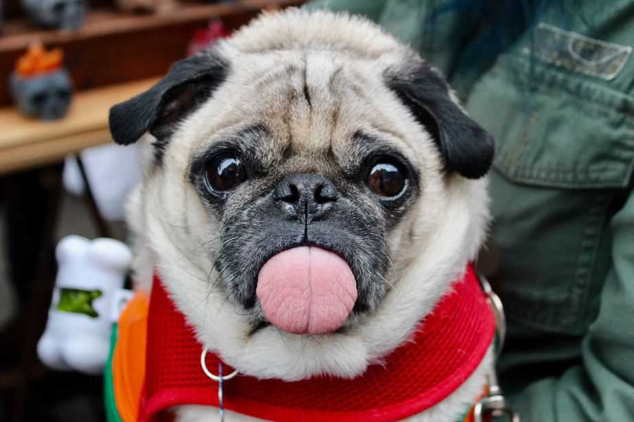 hilarious pug sticking its tongue out