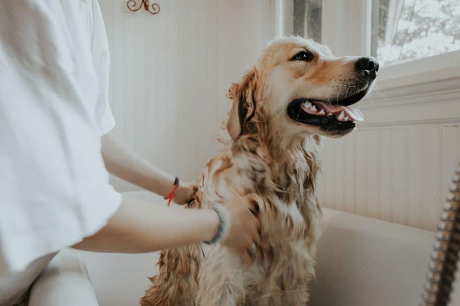 labrador dans le bain